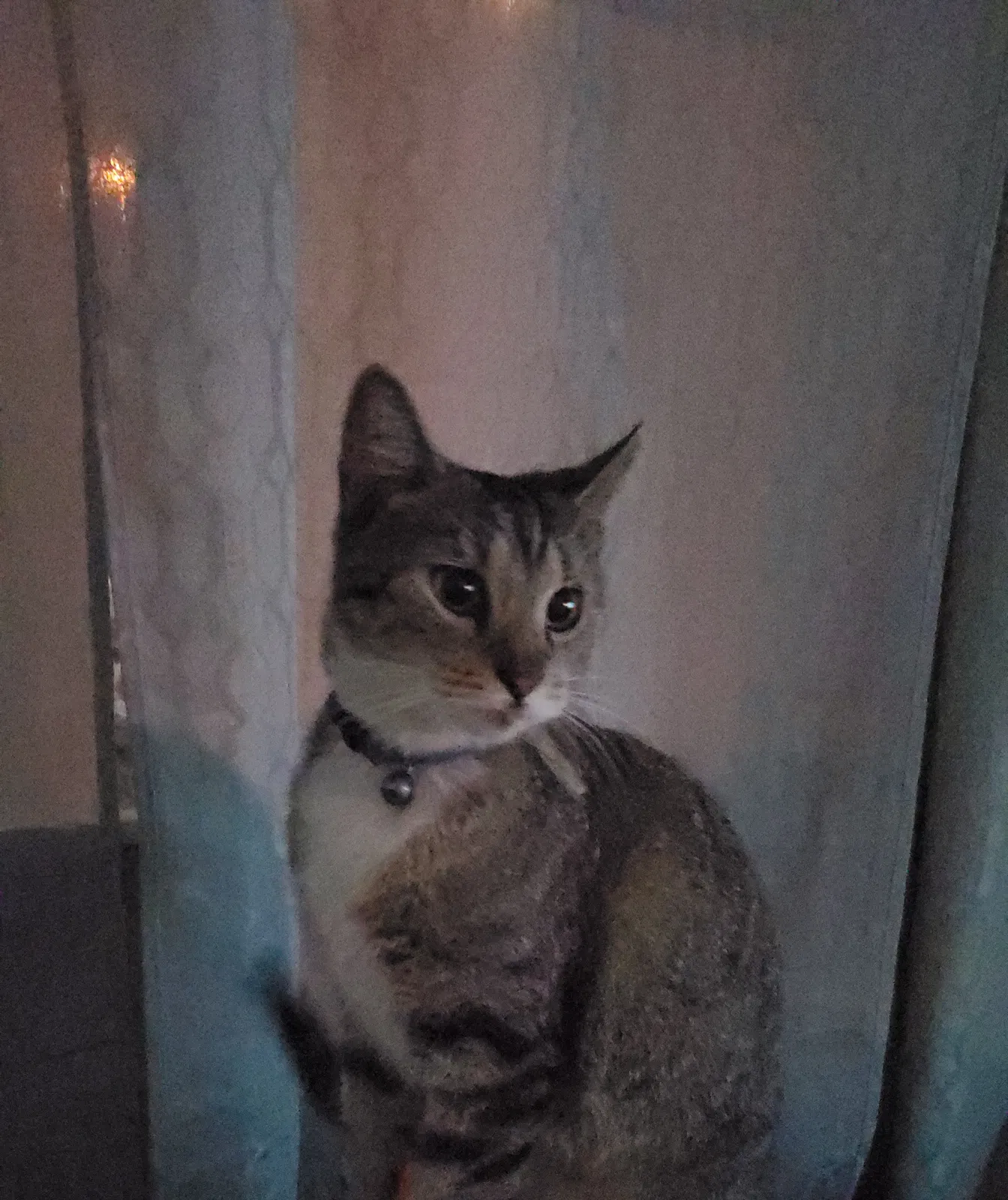 Found cat in Pompano Beach, FL, 33064