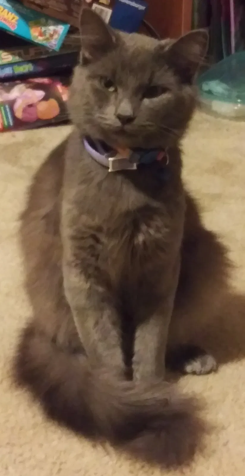 Lost cat in Pensacola, FL, 32534