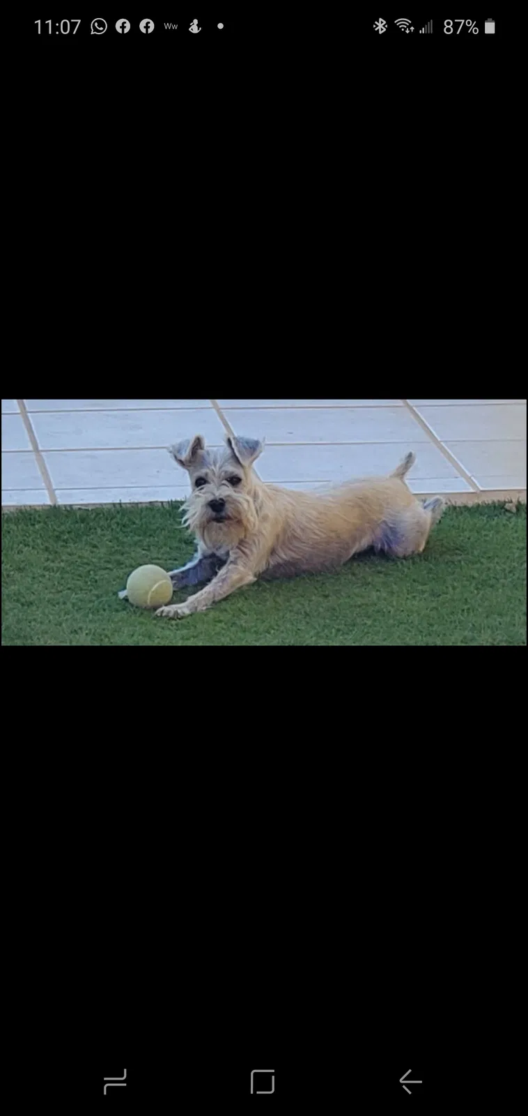 Lost dog in El Paso, TX, 79935