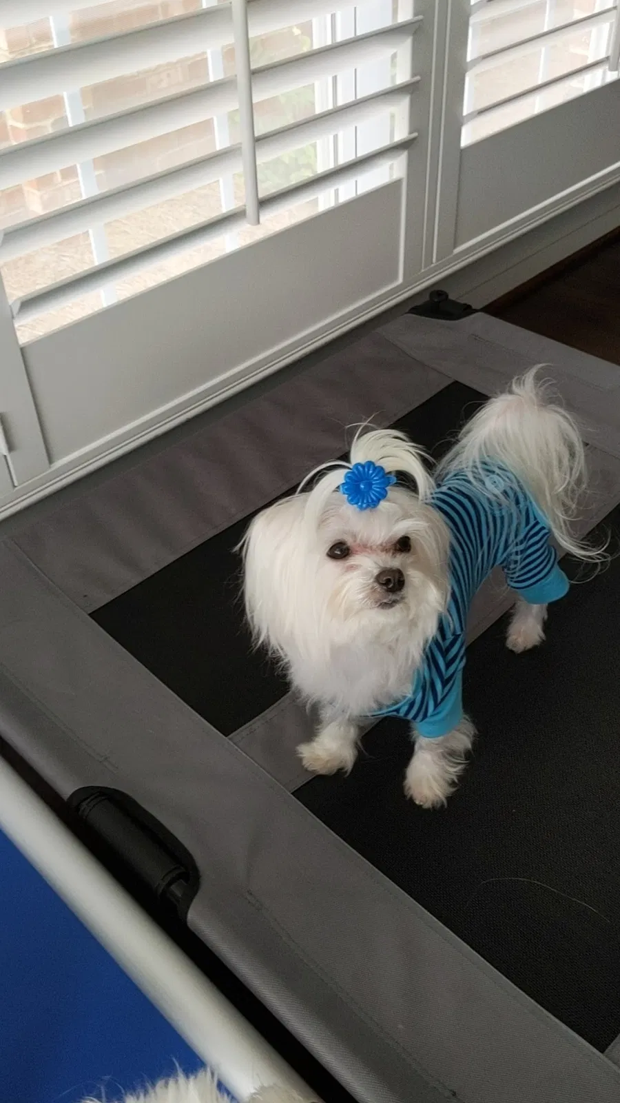 Lost dog in Belmont, NC, 28012