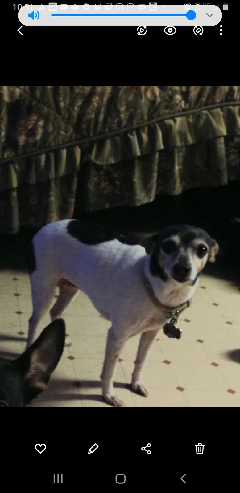 Lost dog in Eight Mile, AL, 36613