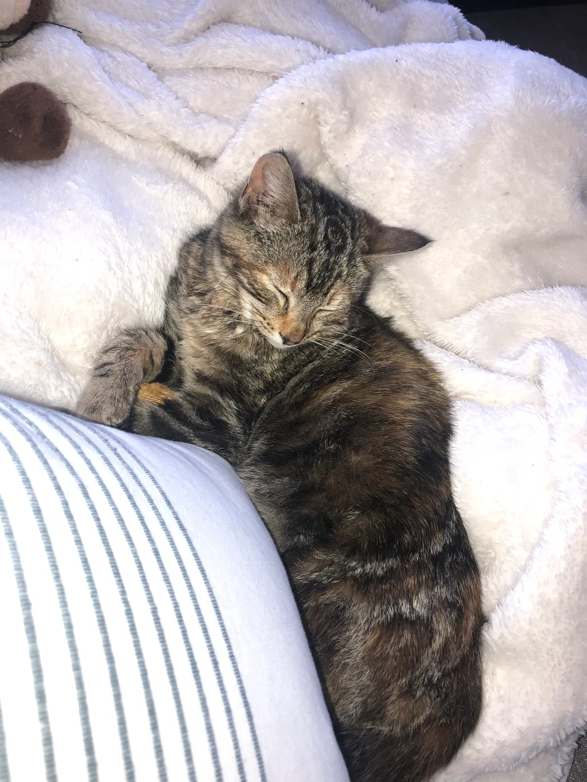 Lost cat in Canton, OH, 44706
