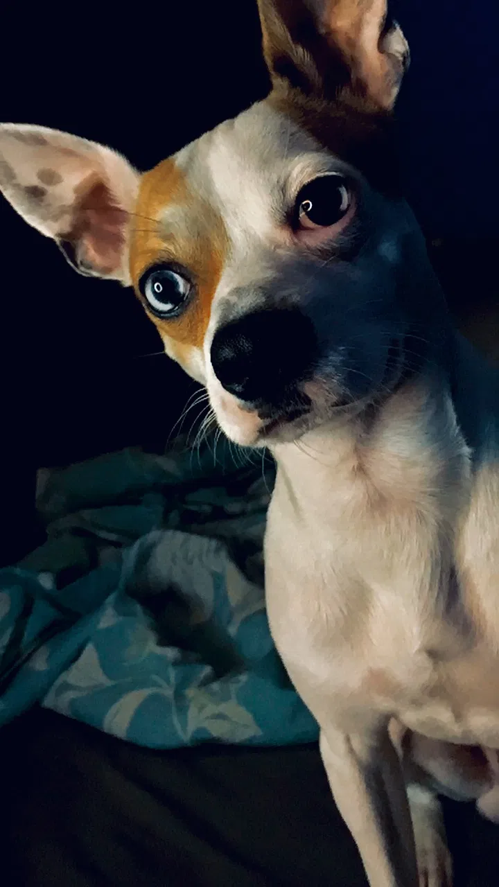 Lost dog in Fort Wayne, IN, 46807