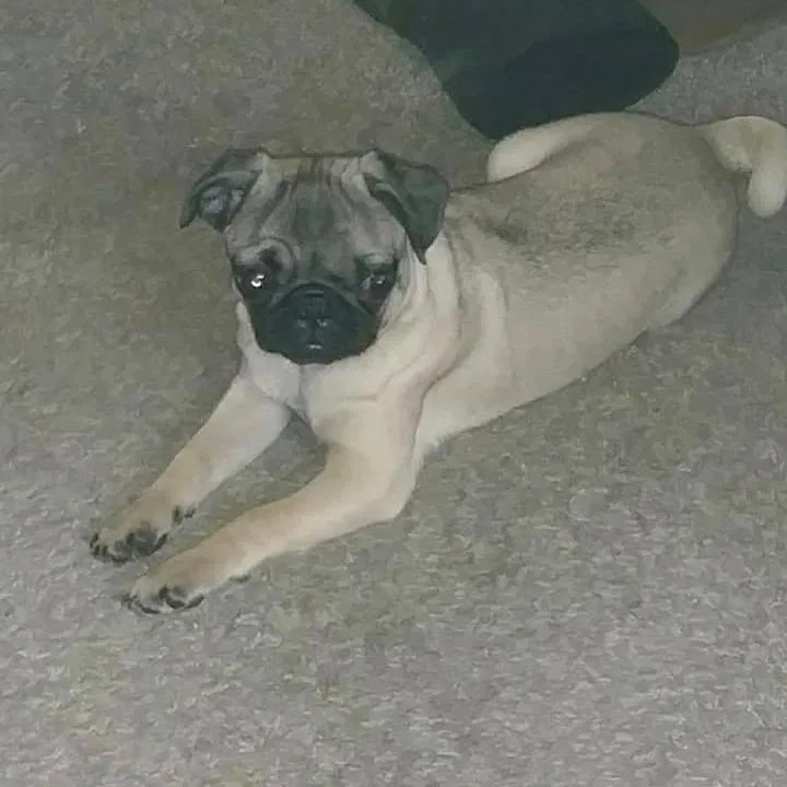 Lost dog in Fresno, CA, 93722