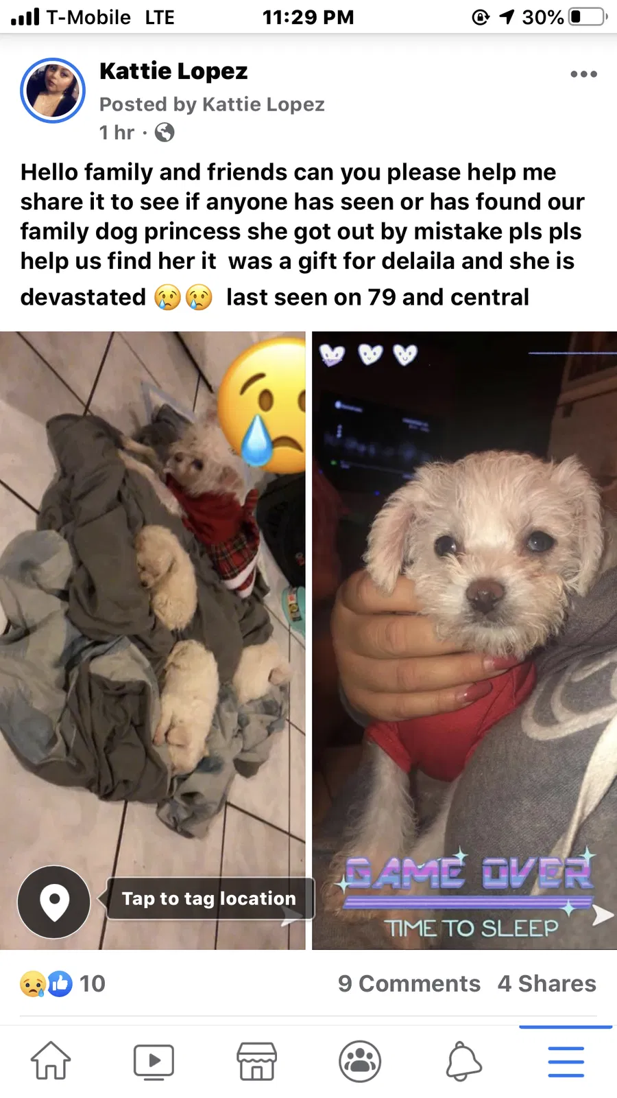 Lost dog in Los Angeles, CA, 90001