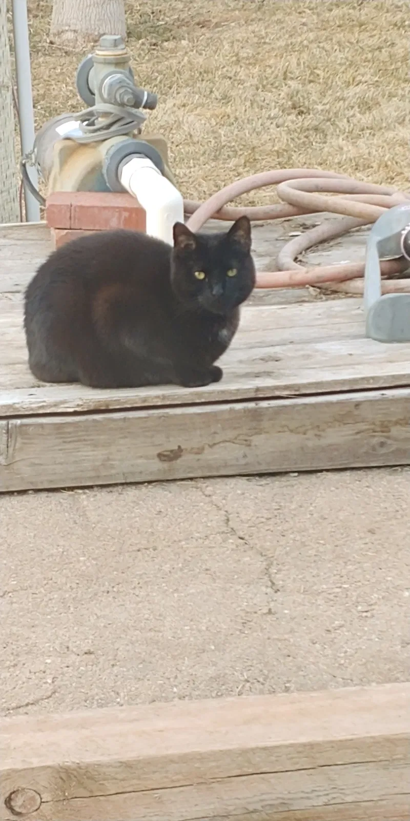 Lost cat in Fort Collins, CO, 80521