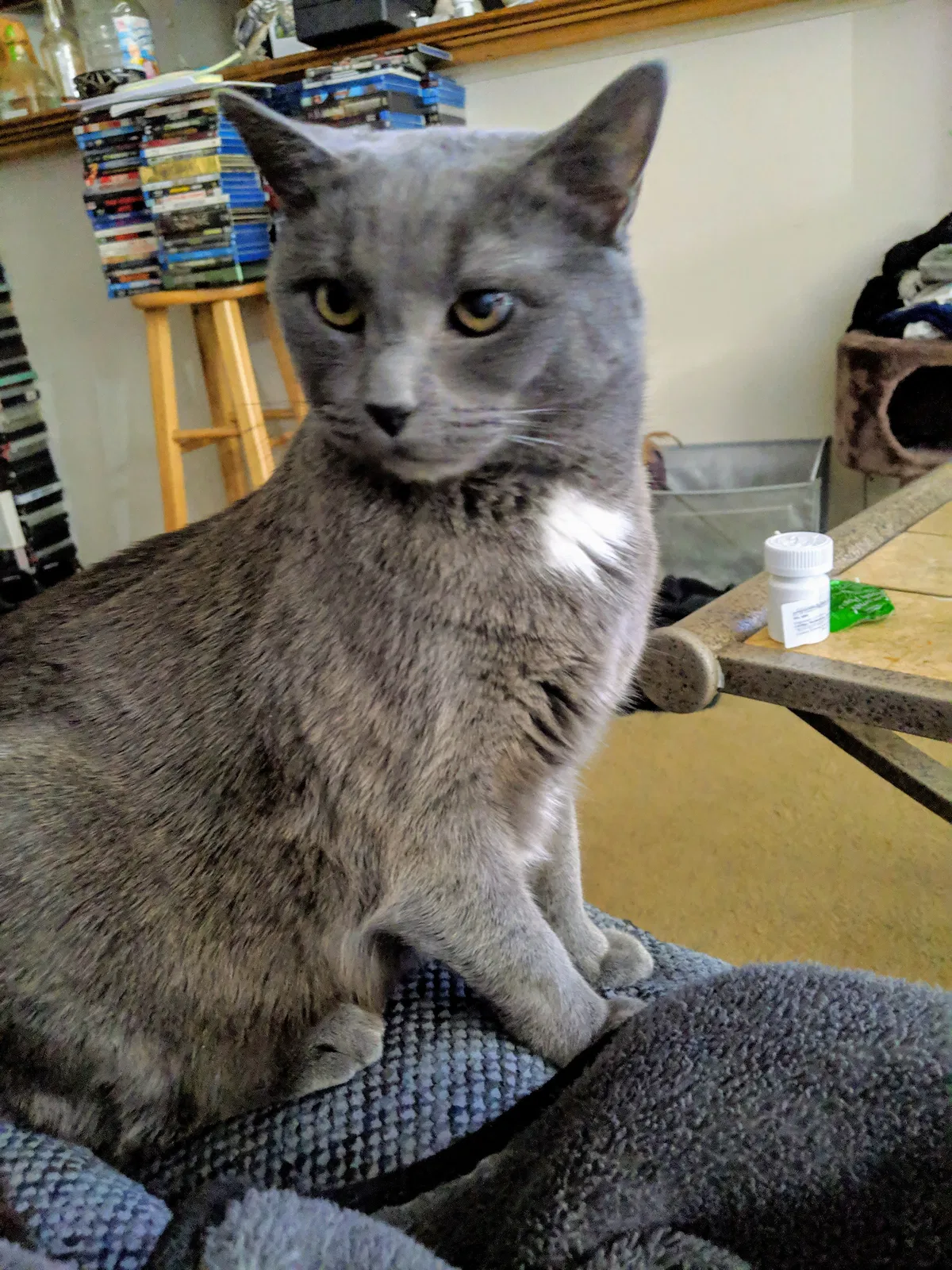 Lost cat in Urbandale, IA, 50322
