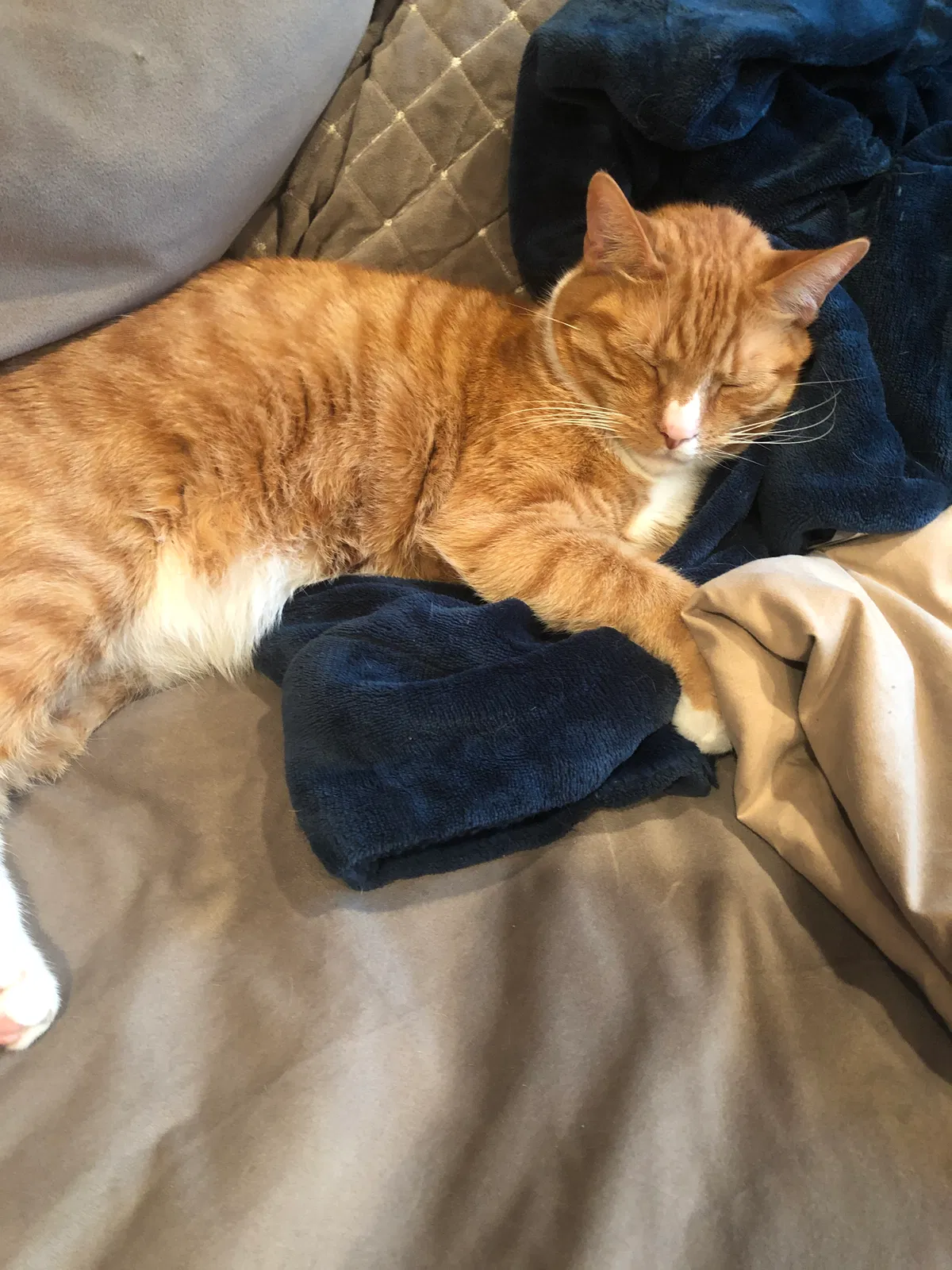 Lost cat in Venice, CA, 90291