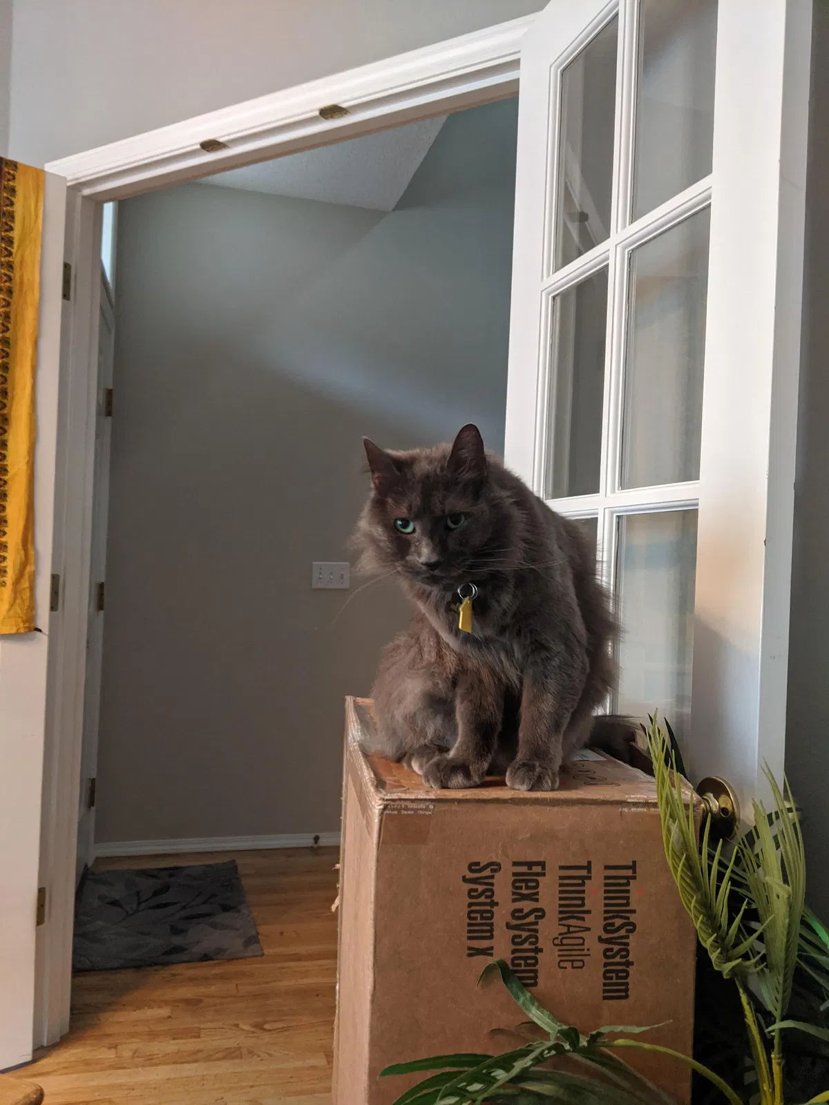 Lost cat in Portland, OR, 97214