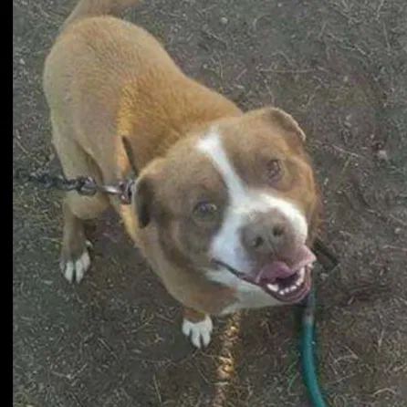 Lost dog in Hickory, NC, 28601