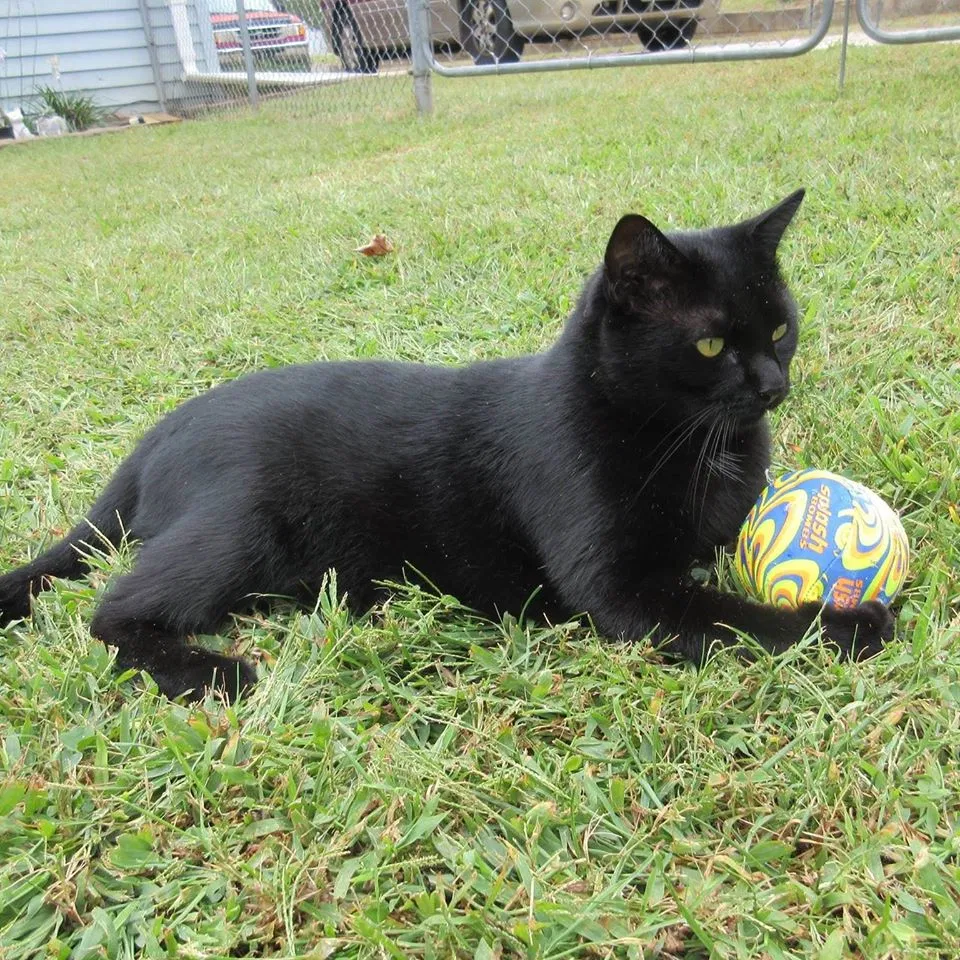 Lost cat in Spartanburg, SC, 29302