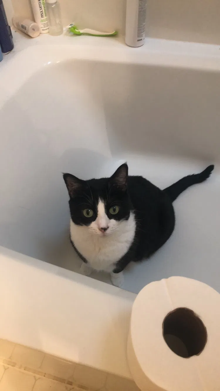 Lost cat in Temple, TX, 76502