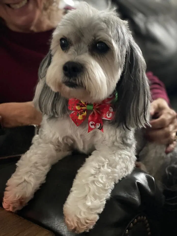 Lost dog in Newberry, FL, 32669