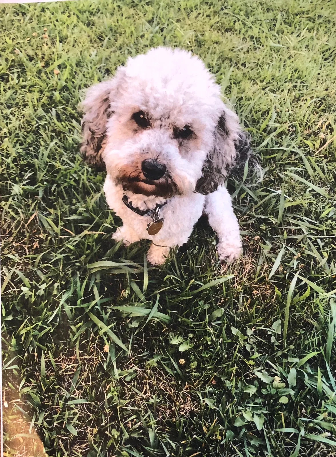 Lost dog in Springdale, AR, 72764