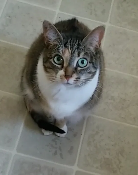 Lost cat in Wilmington, NC, 28411