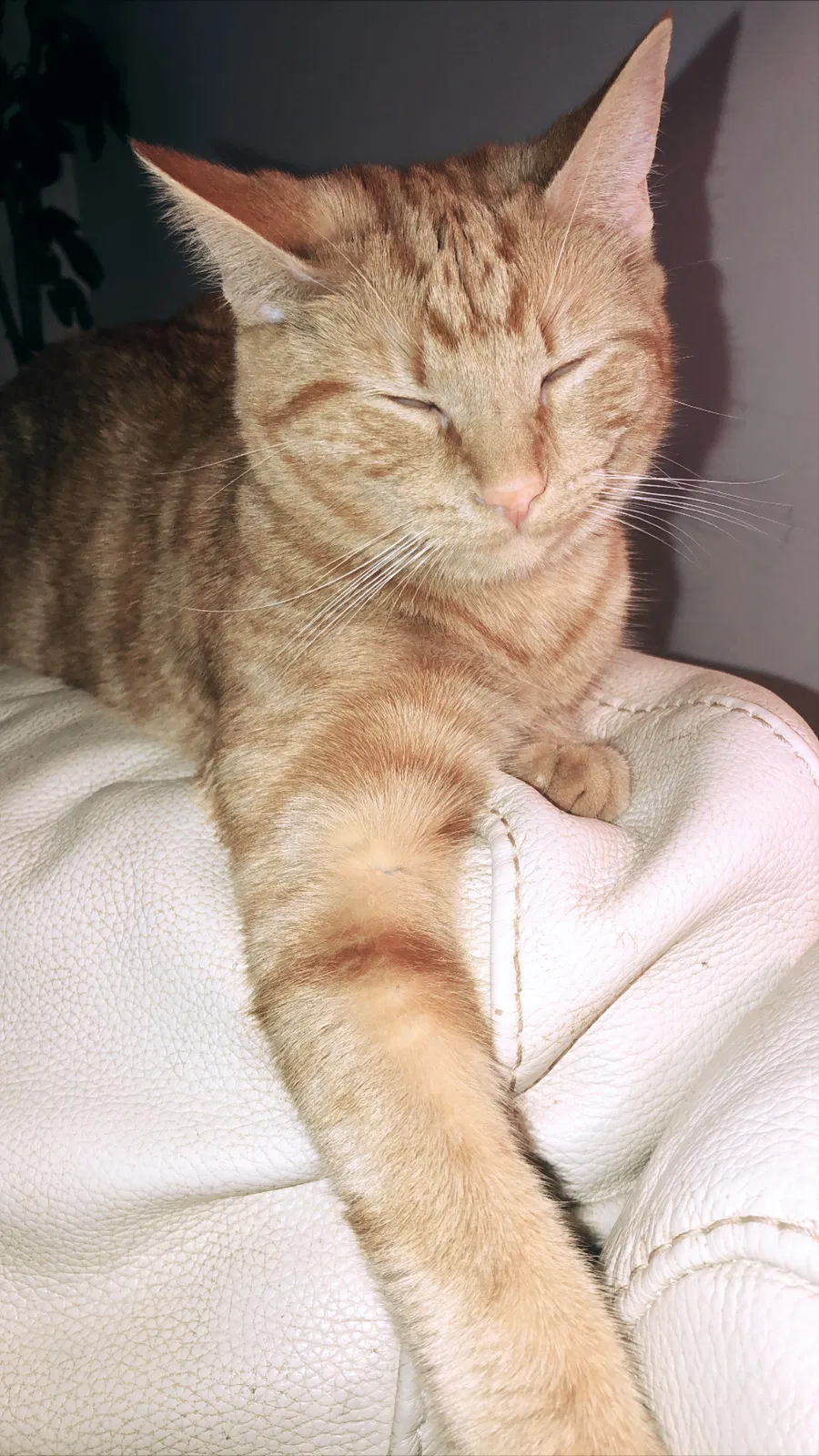 Lost cat in Henrico, VA, 23294