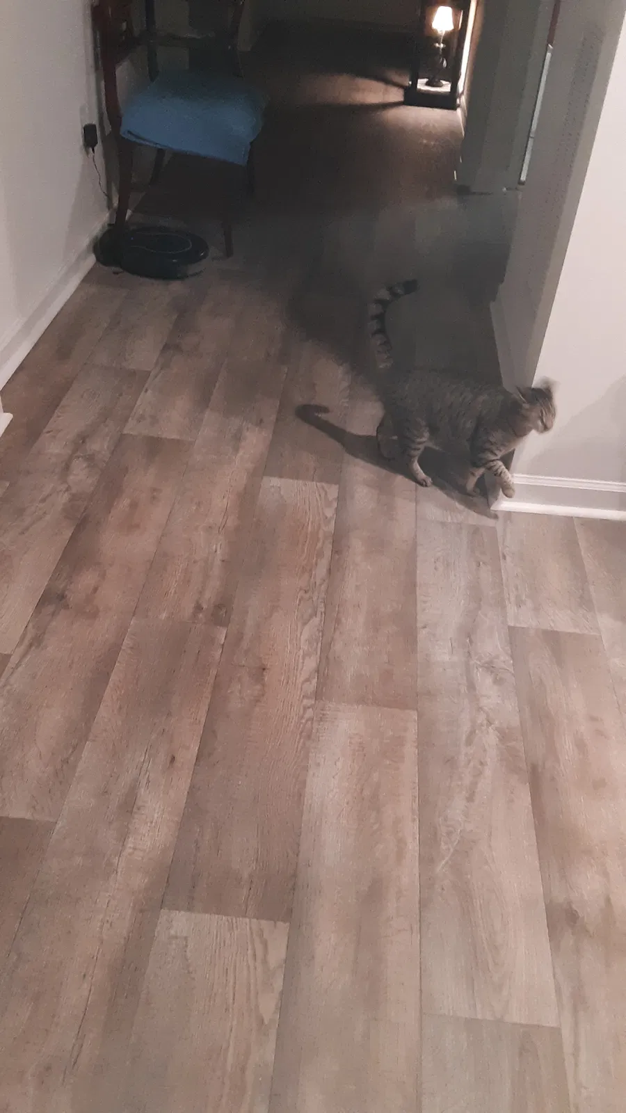 Lost cat in Leland, NC, 28451