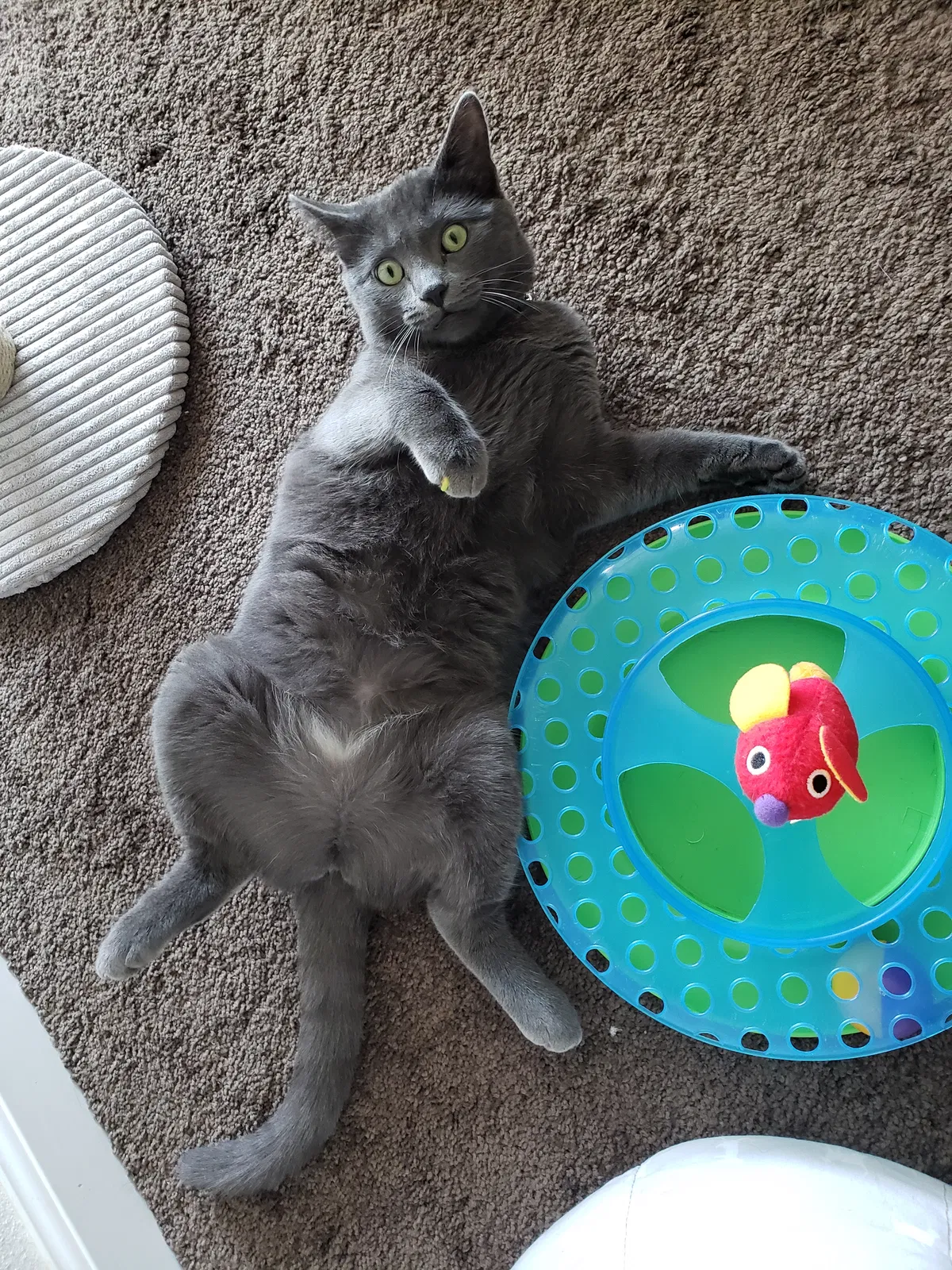 Lost cat in La Mesa, CA, 91942