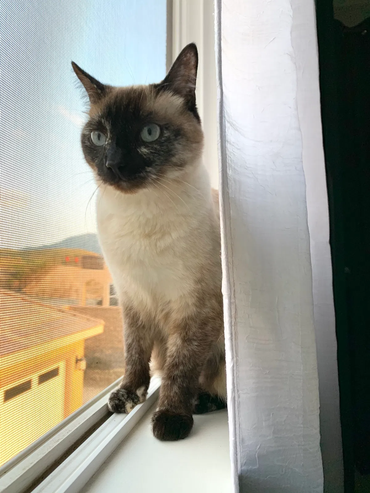 Lost cat in Colton, CA, 92324