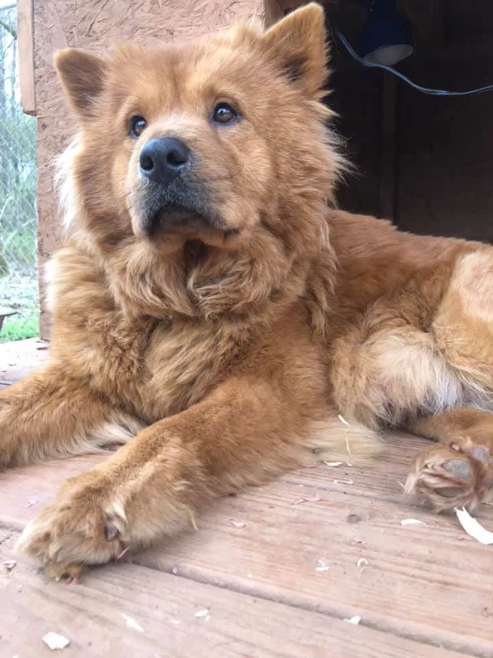 Lost dog in Stone Mountain, GA, 30083