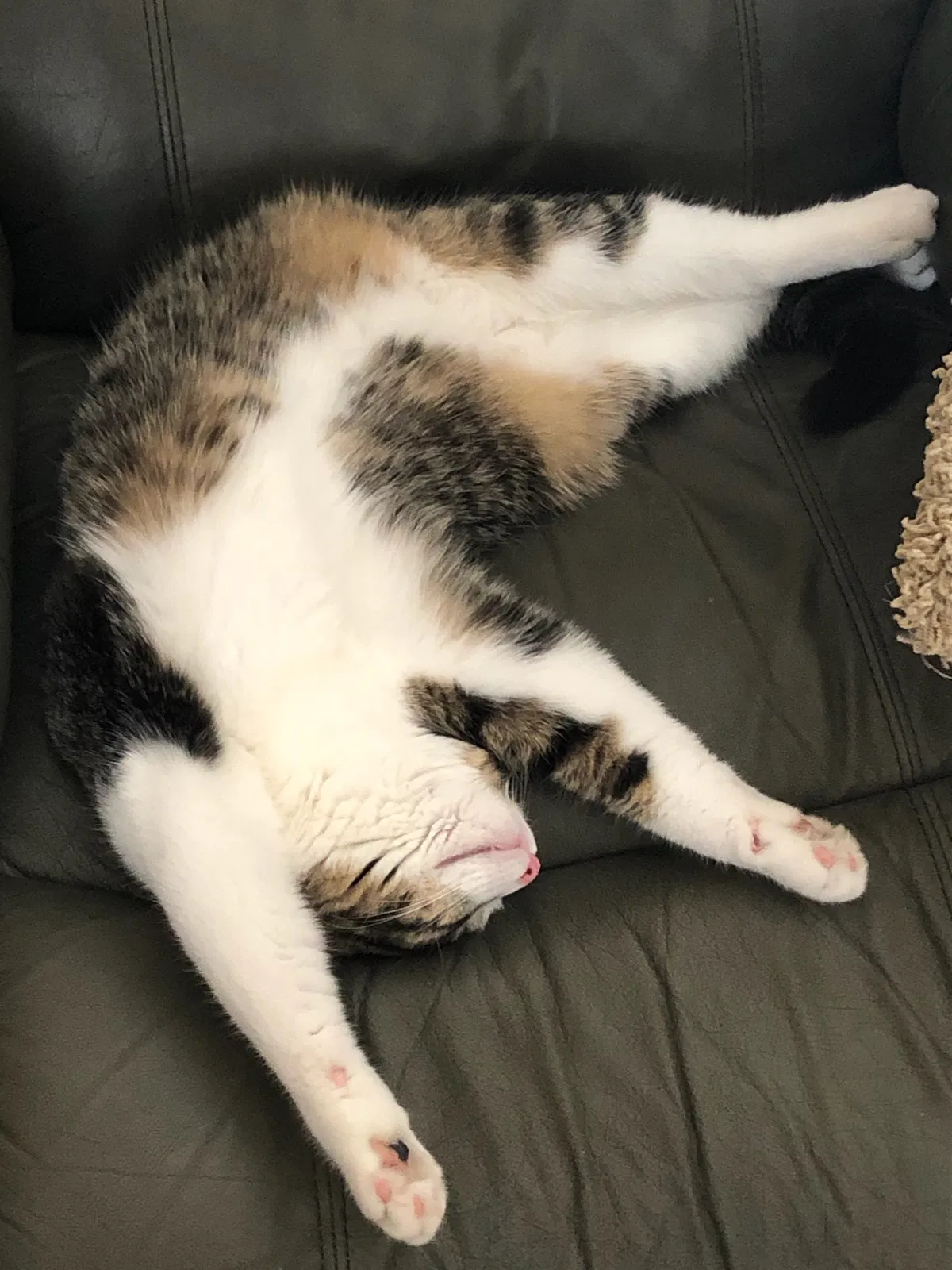 Lost cat in Rosemount, MN, 55068