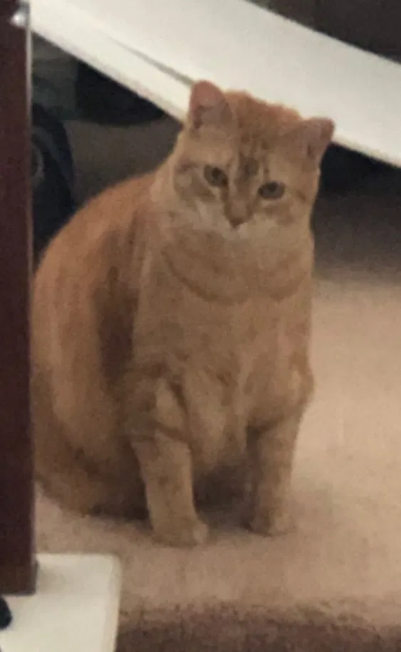 Lost cat in Fort Worth, TX, 76179