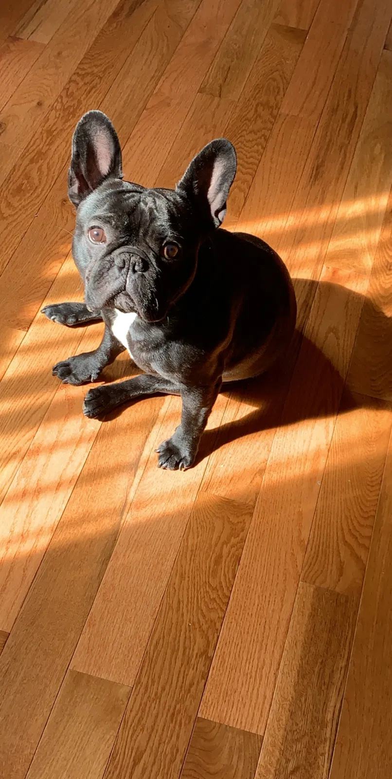 Lost dog in Hartford, CT, 6105