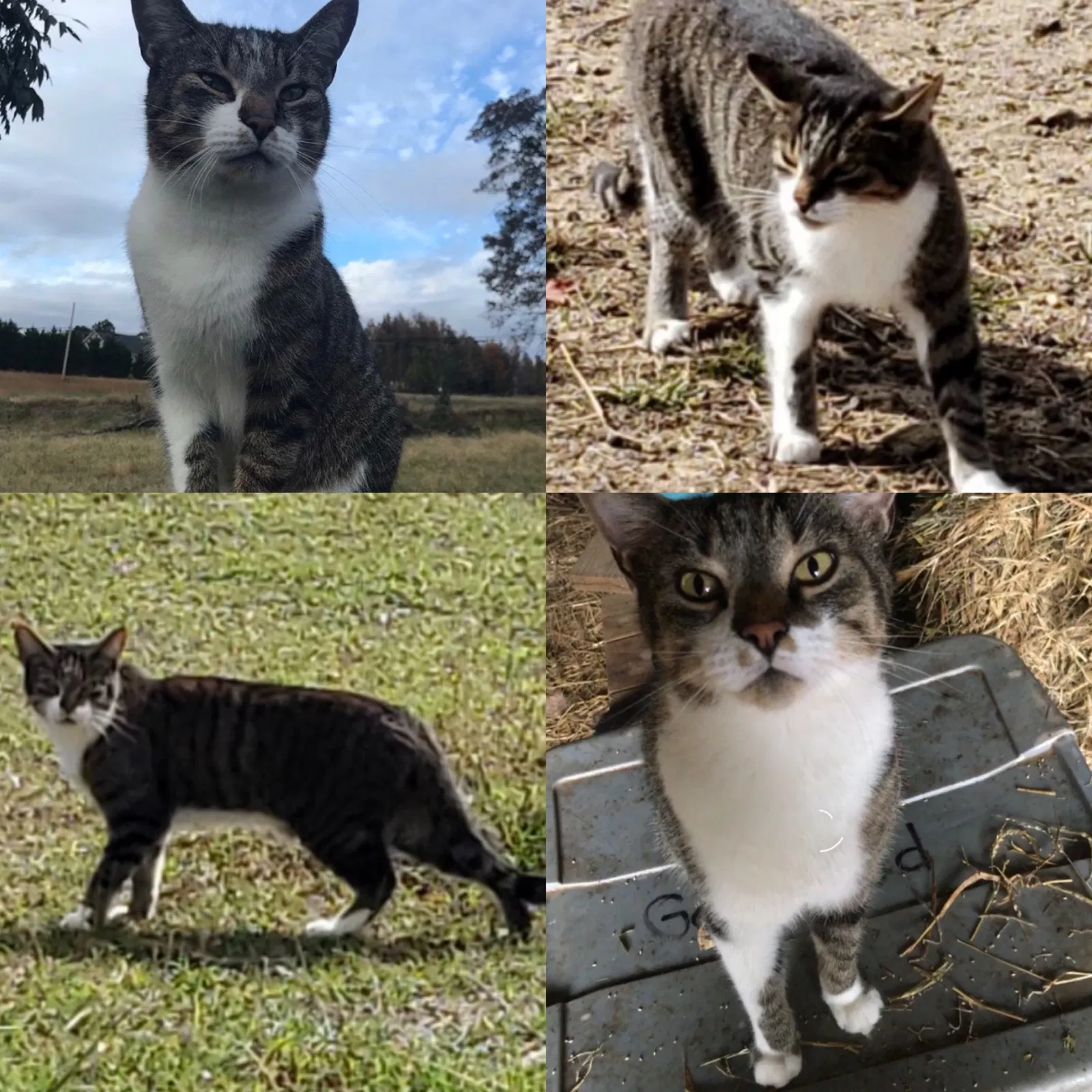 Lost cat in Salisbury, NC, 28146