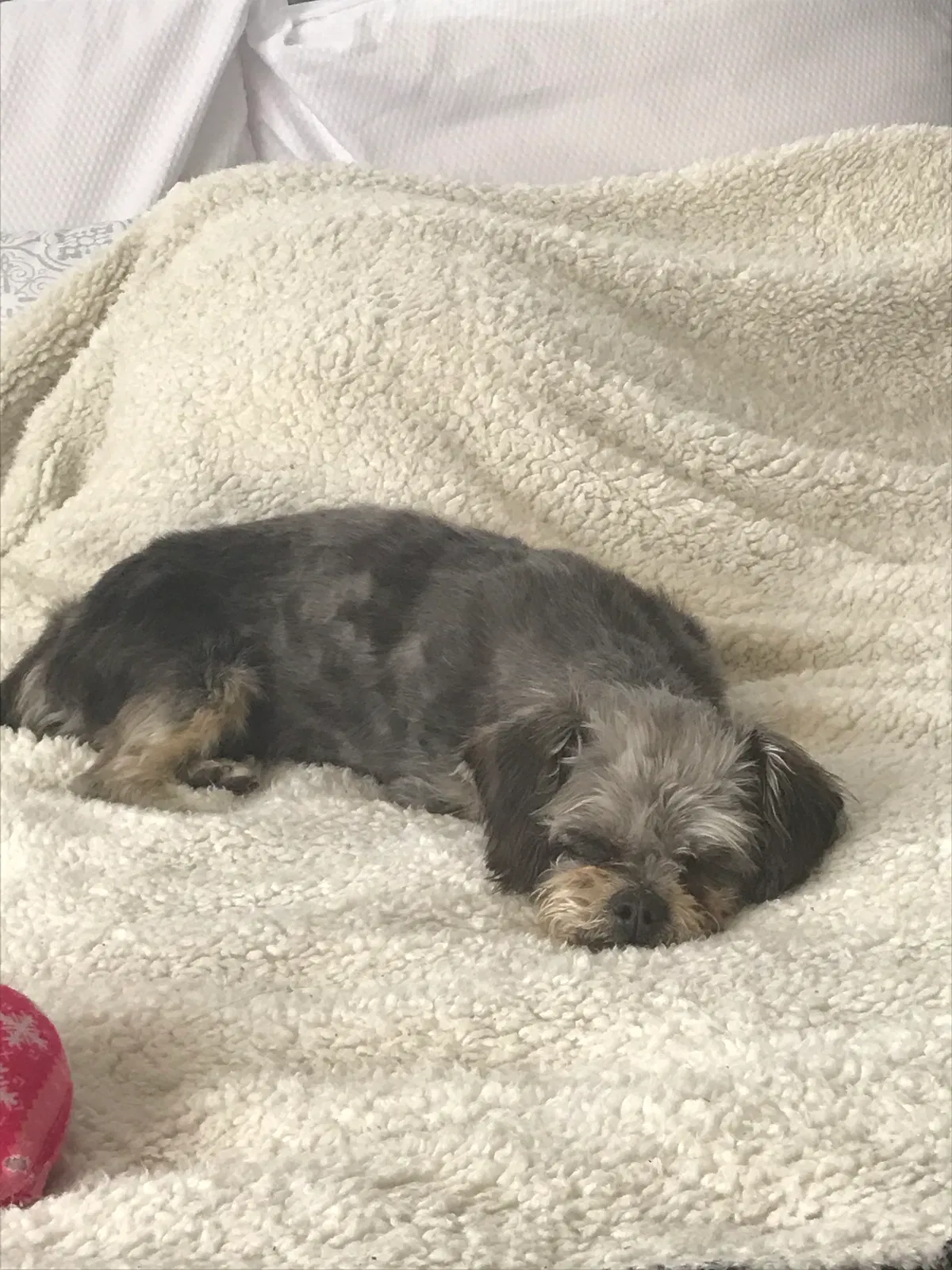 Lost dog in Aurora, CO, 80011