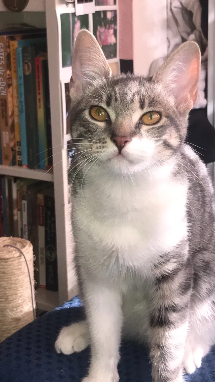 Lost cat in Fontana, CA, 92335