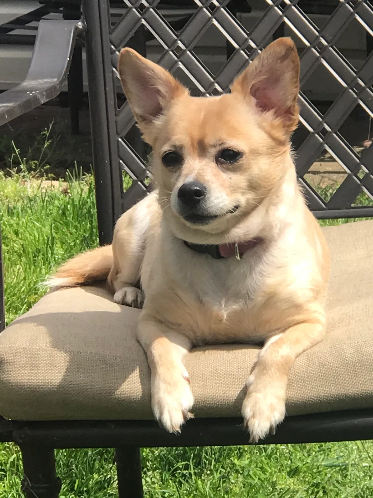 Lost dog in Upper Marlboro, MD, 20772