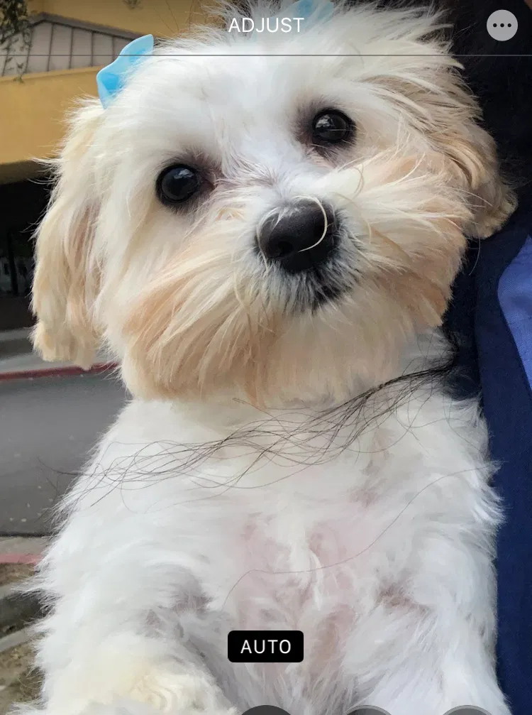 Lost dog in Oakland, CA, 94605