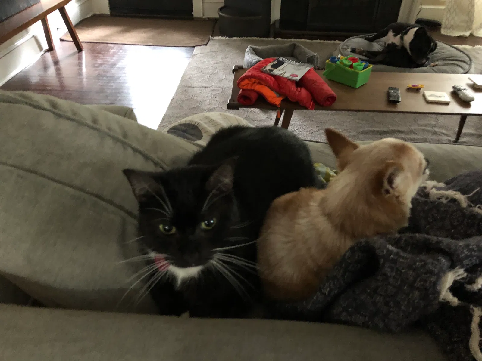 Lost cat in Charlotte, NC, 28205