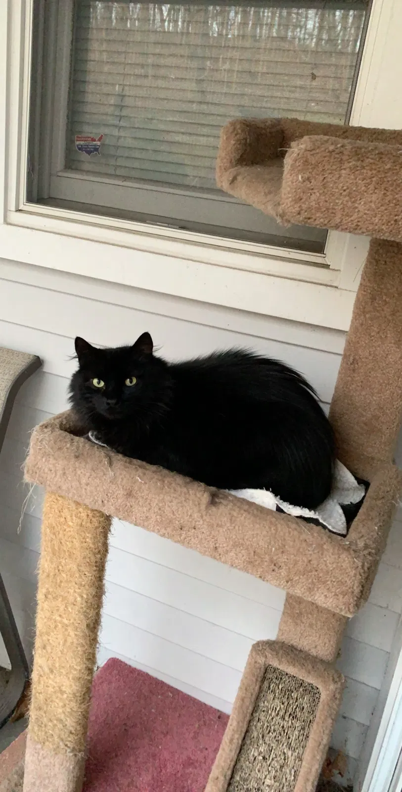 Lost cat in Thornwood, NY, 10594
