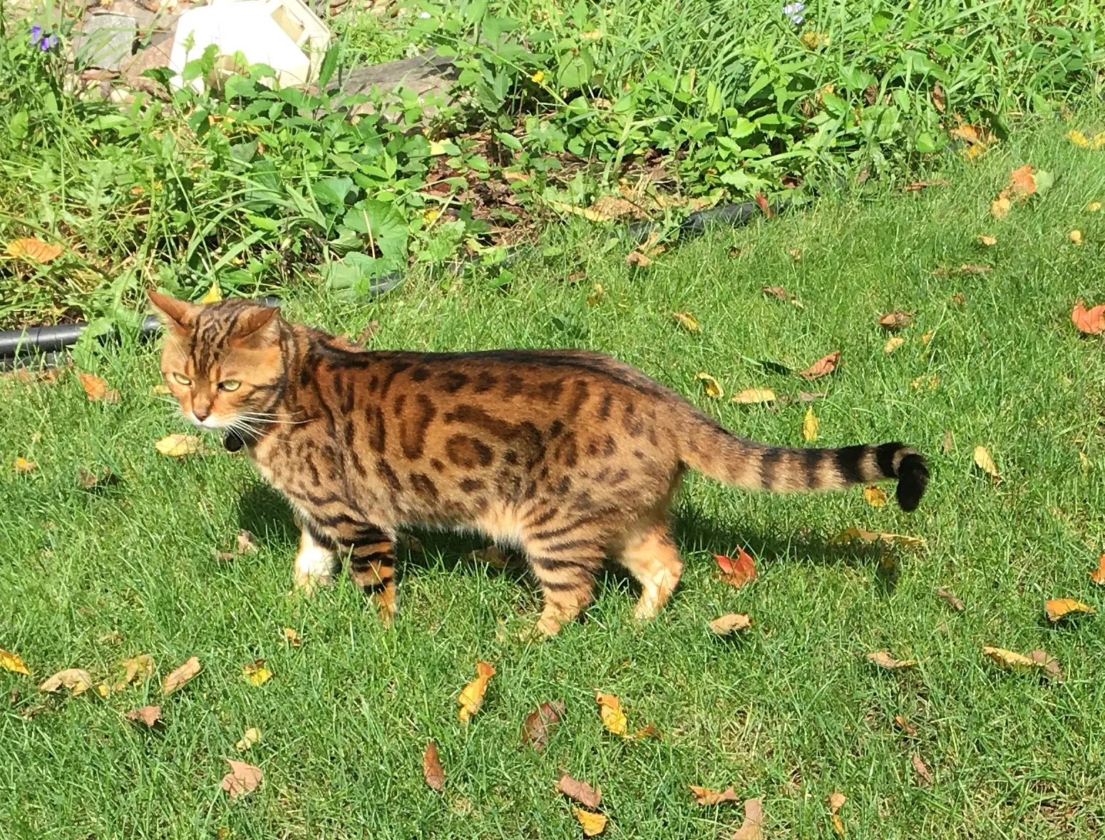 Lost cat in Prior Lake, MN, 55372