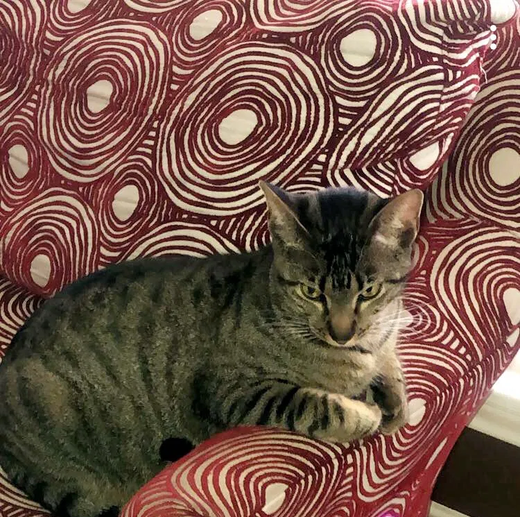 Lost cat in Corpus Christi, TX, 78413