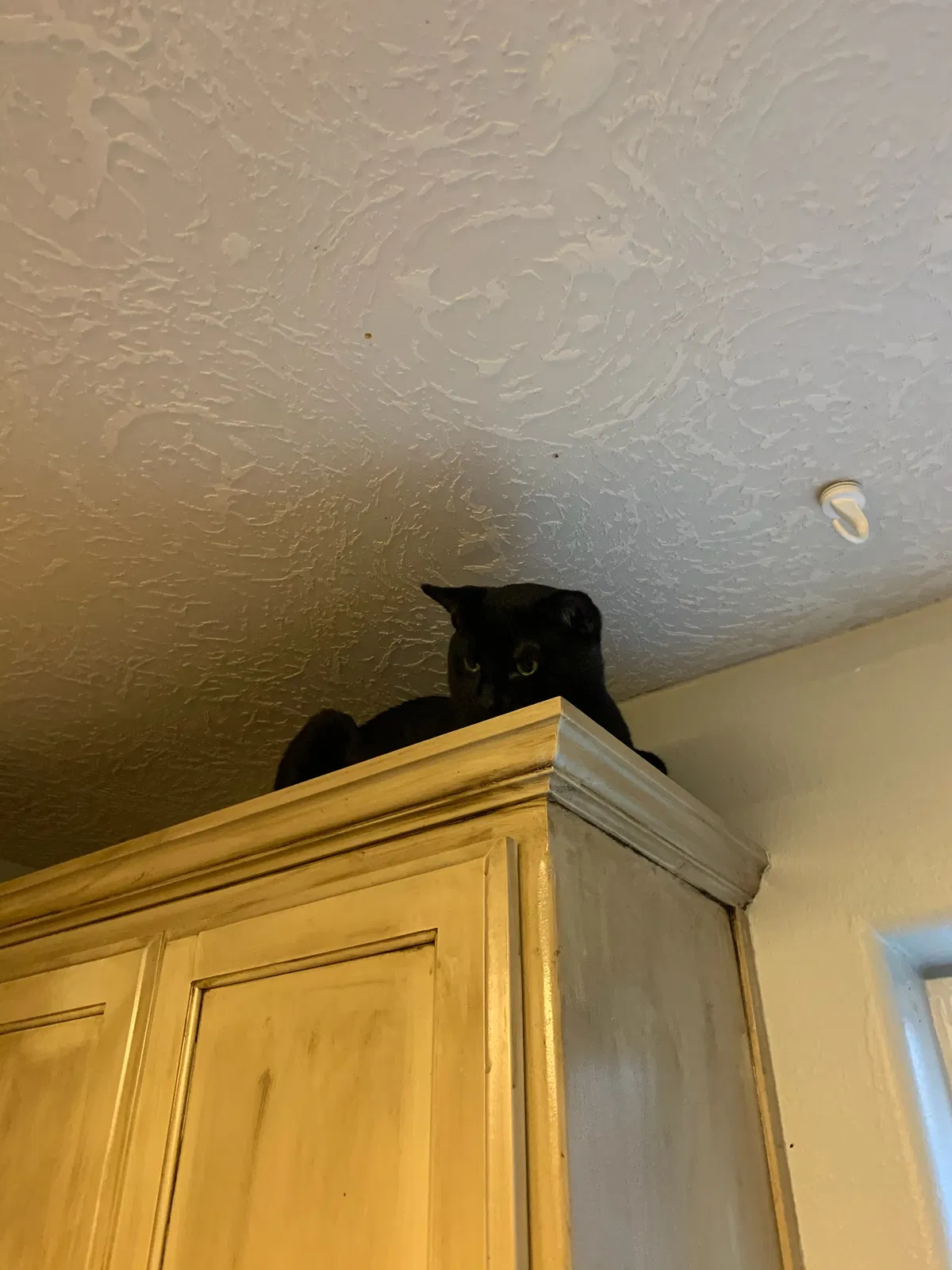Lost cat in Gresham, OR, 97080