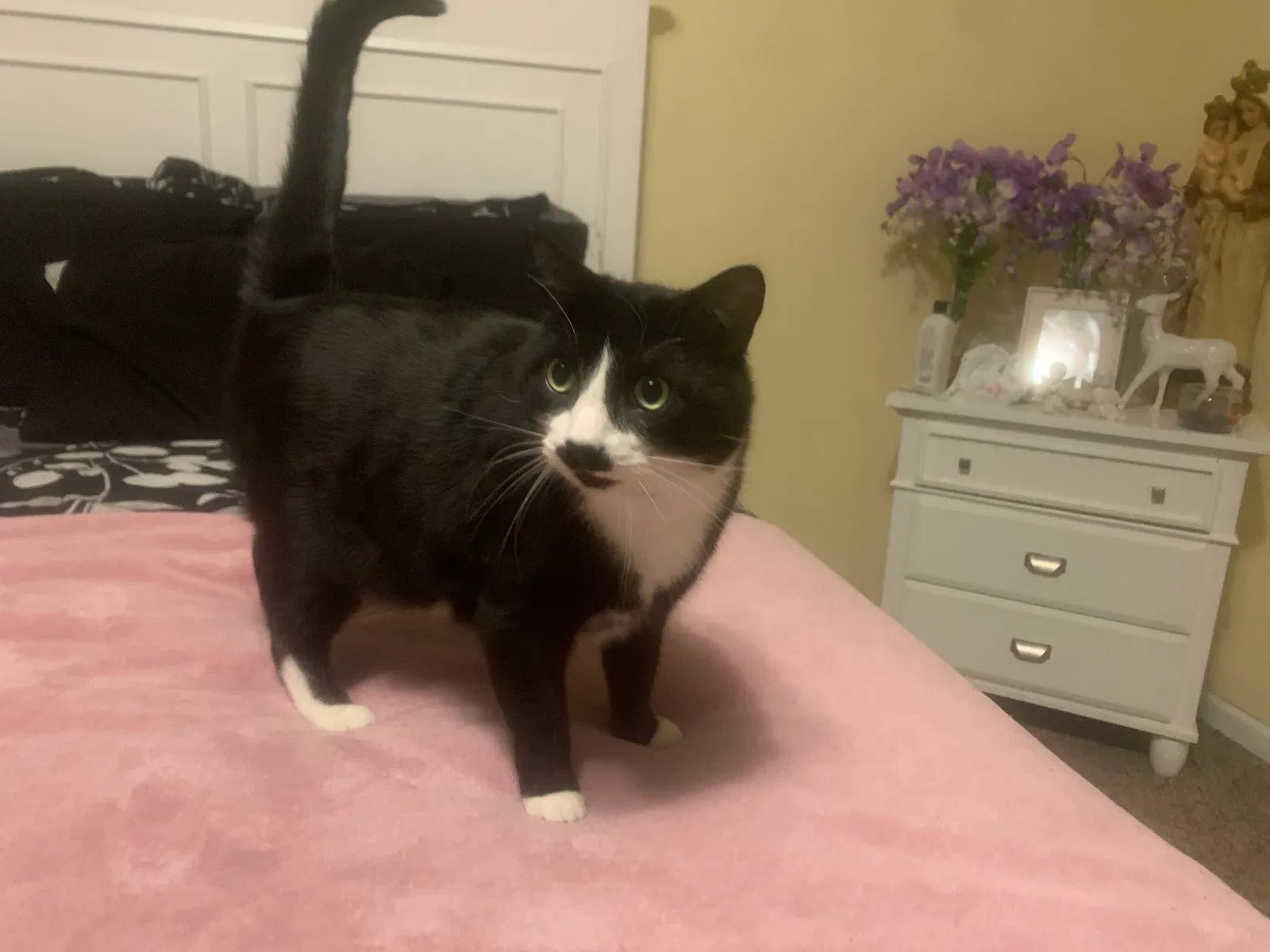 Lost cat in Palmerton, PA, 18071