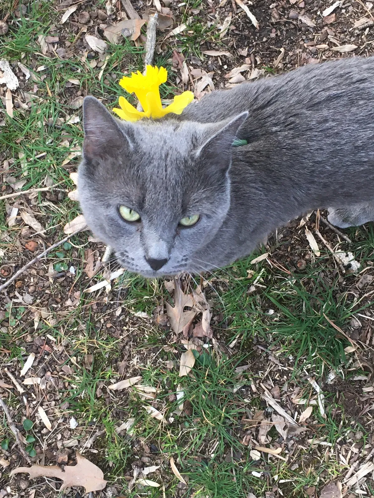 Lost cat in Fairfax Station, VA, 22039