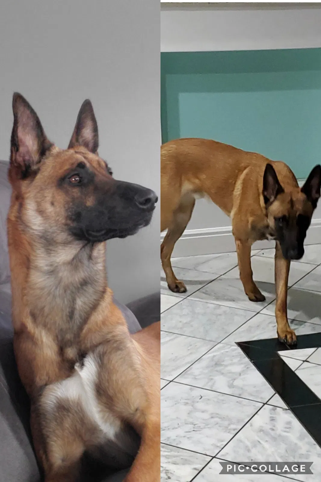 Lost dog in Pocatello, ID, 83202