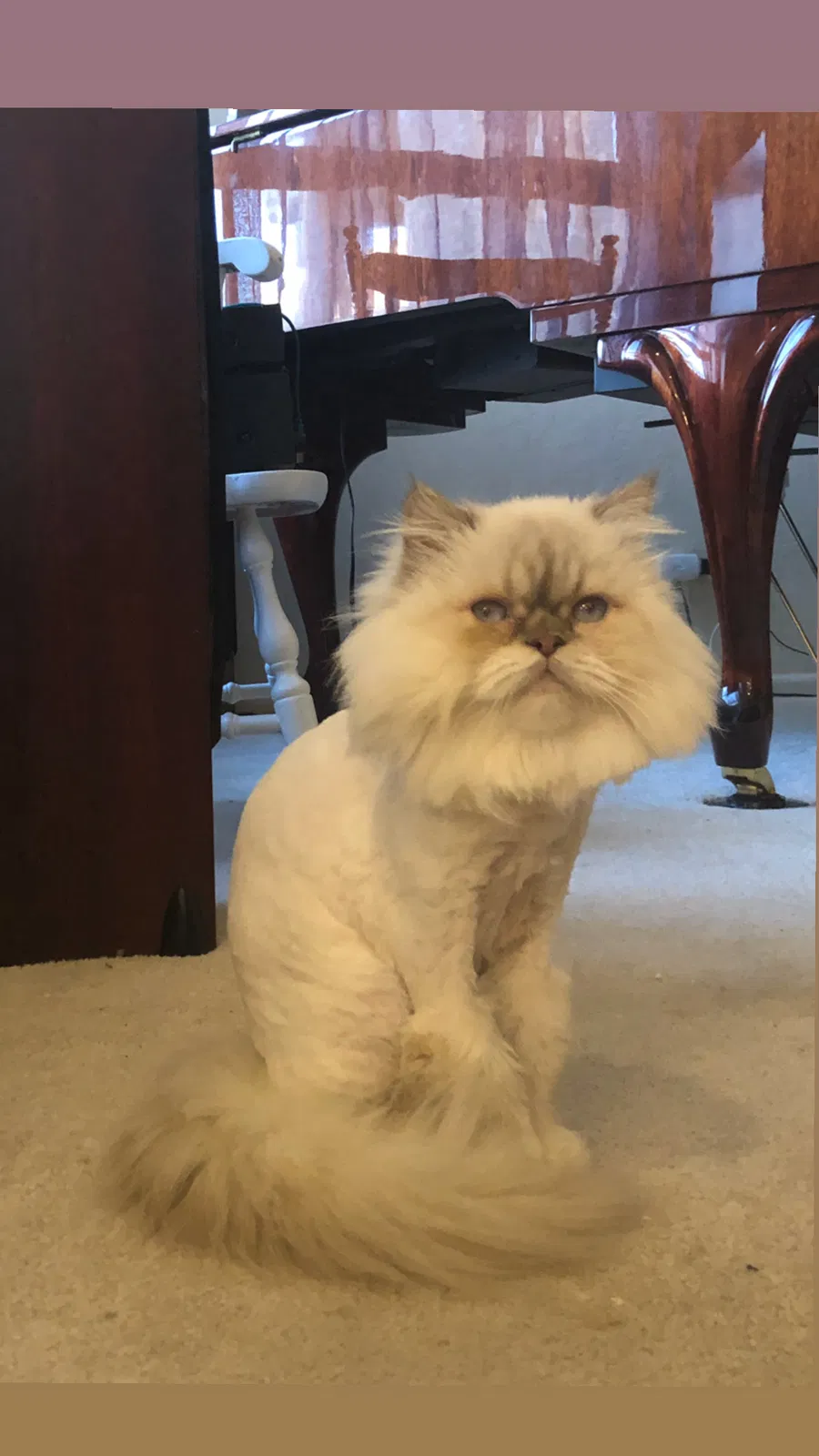 Lost cat in Chandler, AZ, 85248