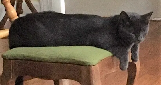 Lost cat in Durham, NC, 27707