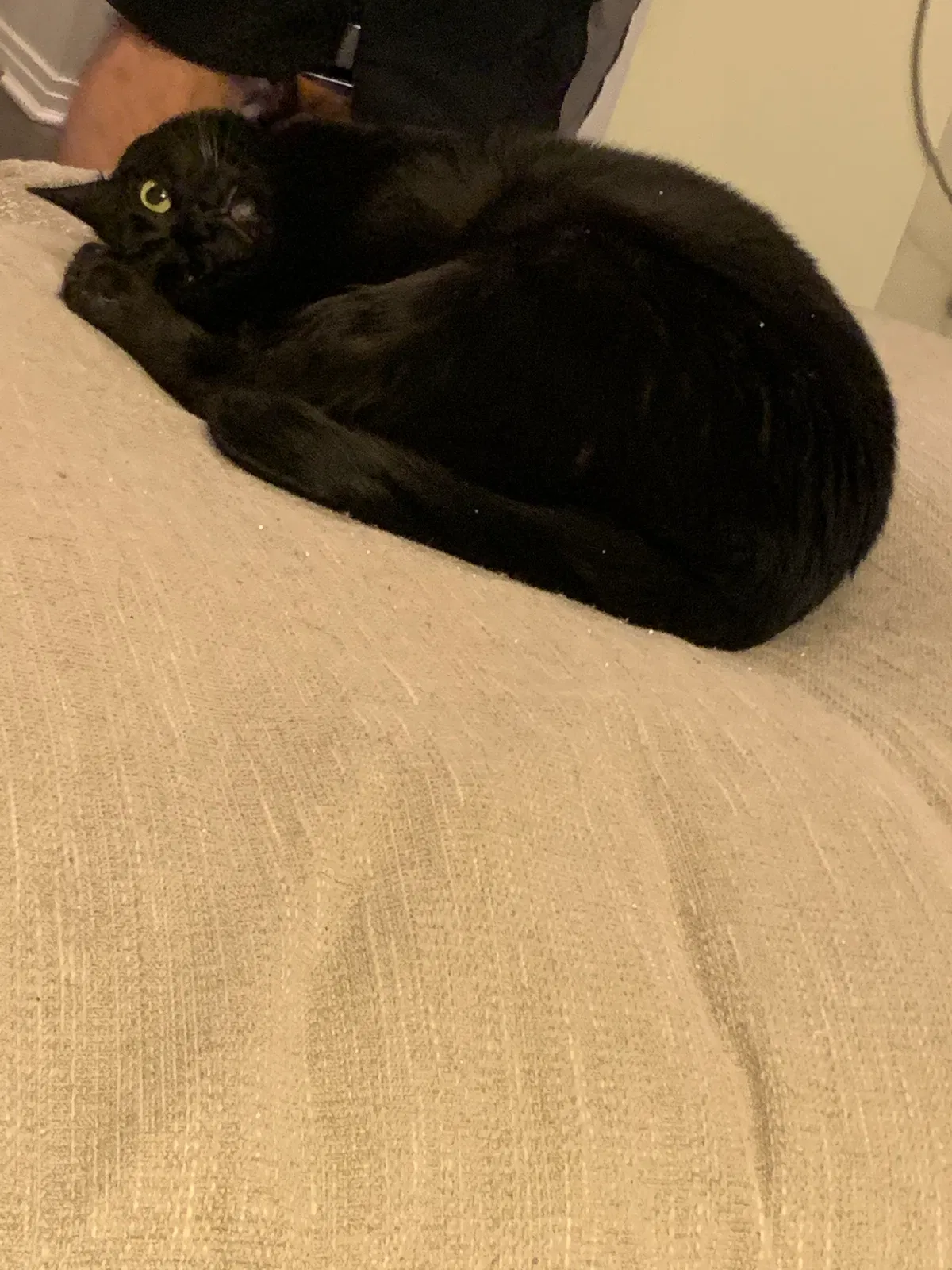 Lost cat in Maumelle, AR, 72113