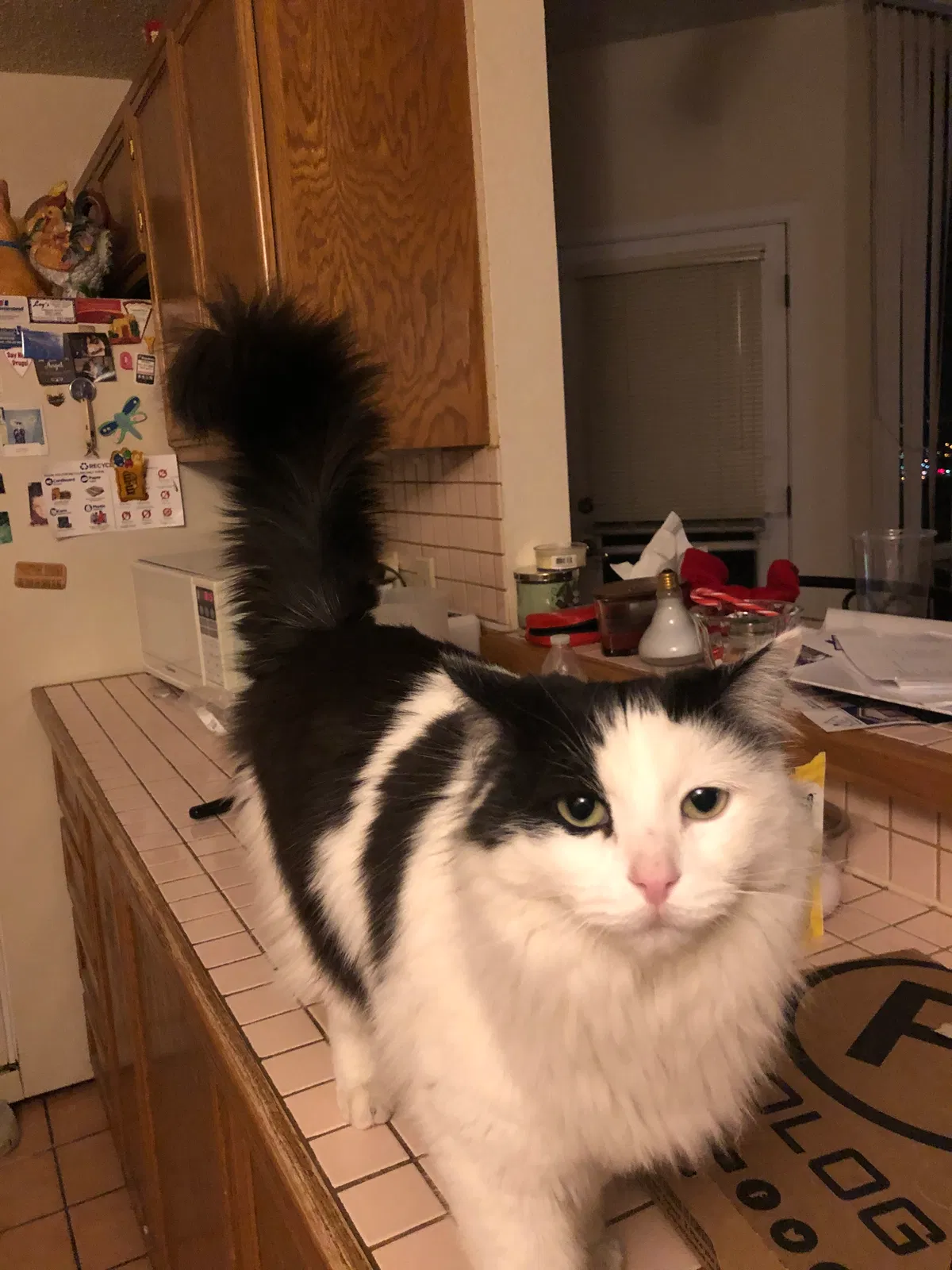 Lost cat in El Paso, TX, 79904