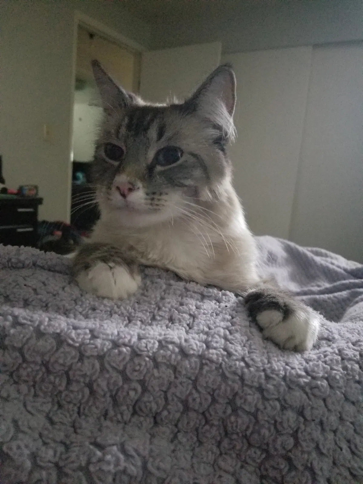 Lost cat in Woods Cross, UT, 84087
