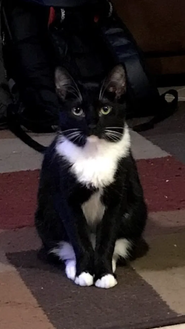 Lost cat in Chino Hills, CA, 91709