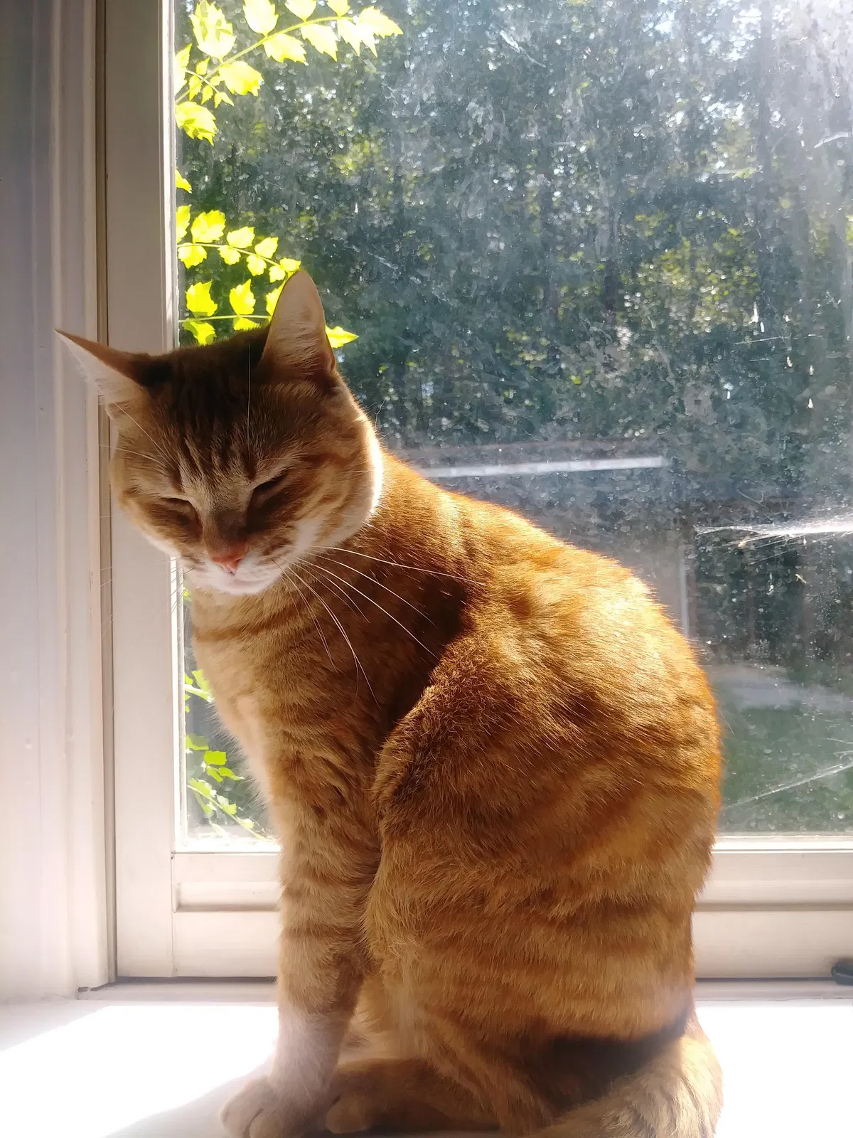 Lost cat in Winston Salem, NC, 27127