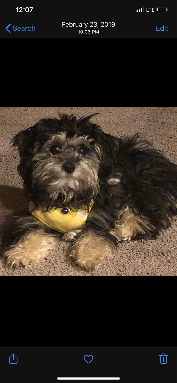 Lost dog in Perris, CA, 92571