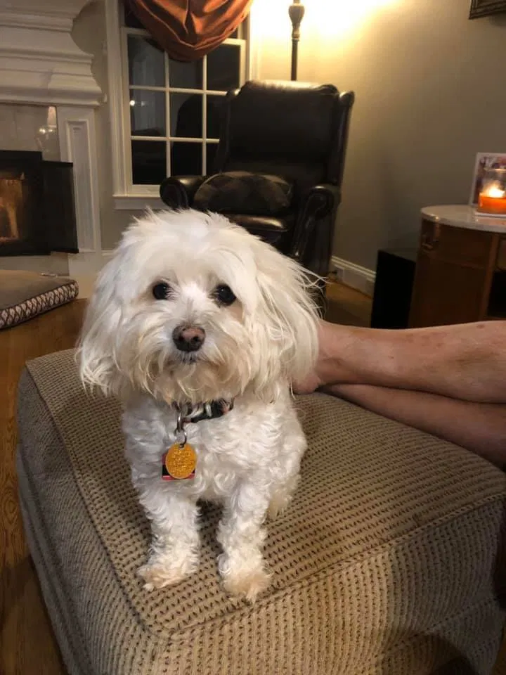Lost dog in Knoxville, TN, 37919