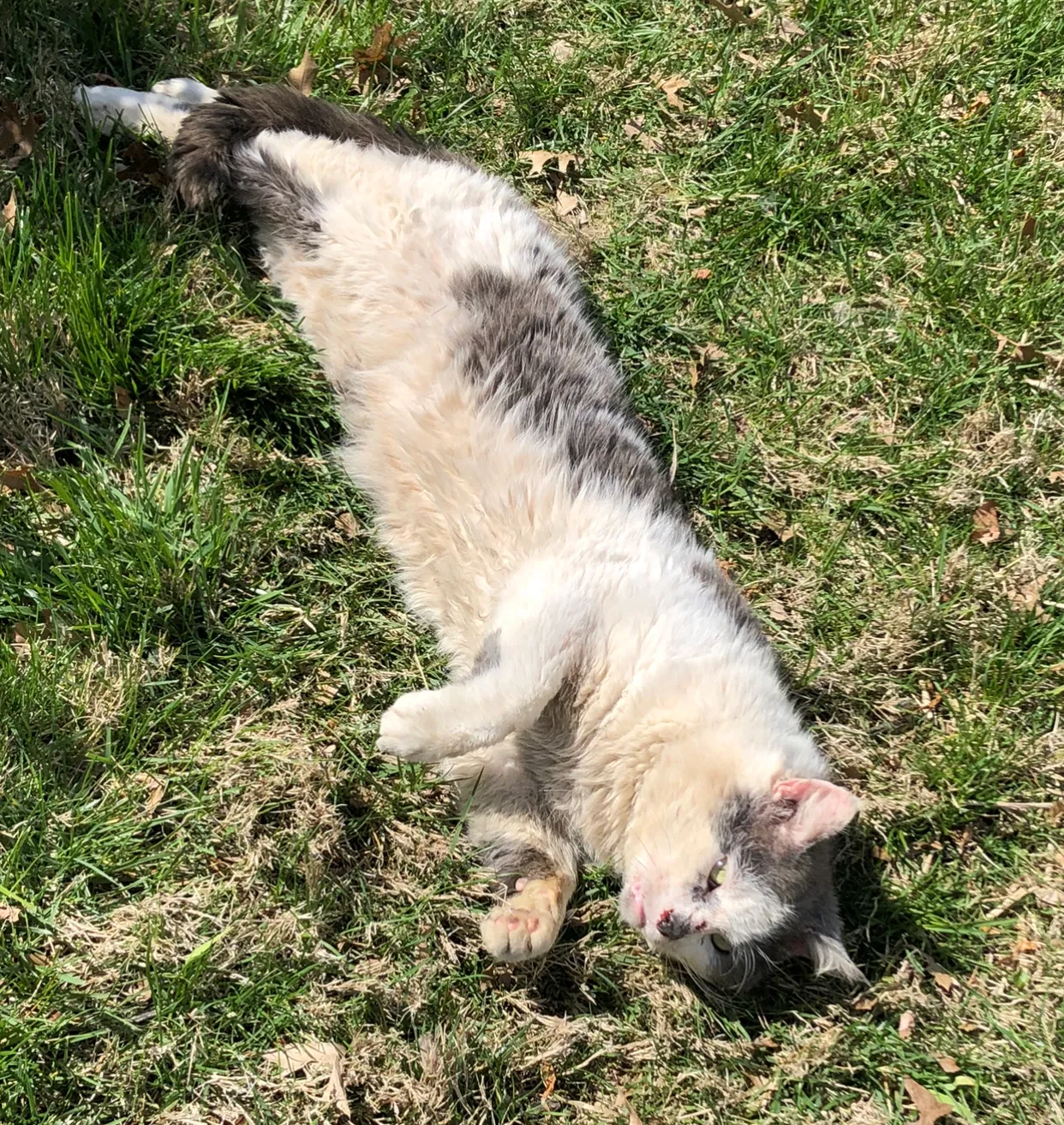 Lost cat in Cincinnati, OH, 45230